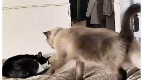ベッドにいる猫たち