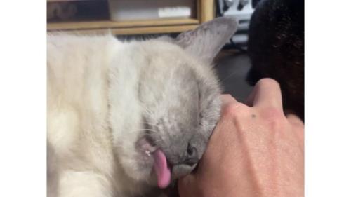 甘えている猫
