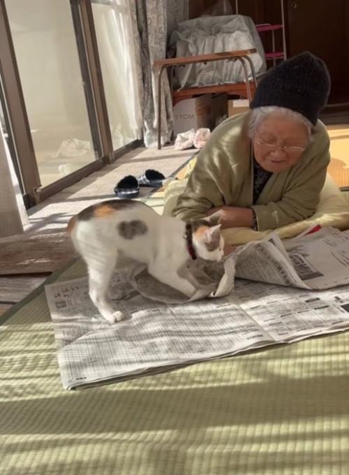 ベッドの近くにいる2匹の柴犬