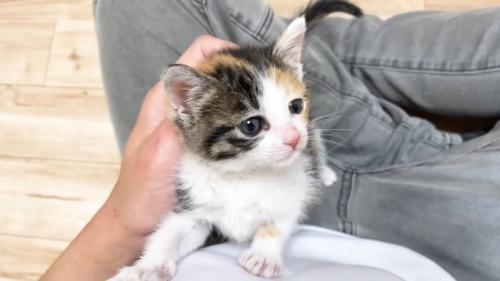 なでられる子猫