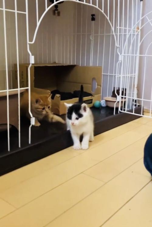 ケージから飛び出るハチワレ子猫