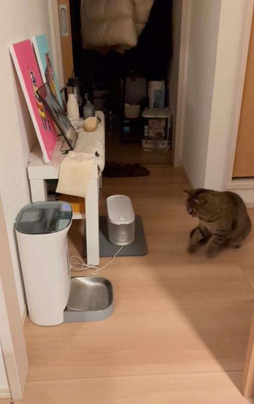 座る猫