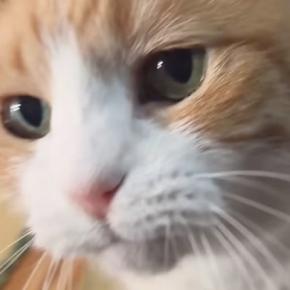 お留守番をしていた『三毛猫』→飼い主さんが帰ってくると……「信じられないくらい可愛い」「寂しかったんだね」たまらない光景に反響