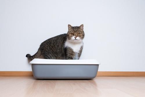 猫トイレ3