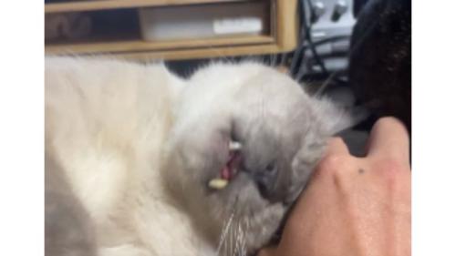 甘えている猫