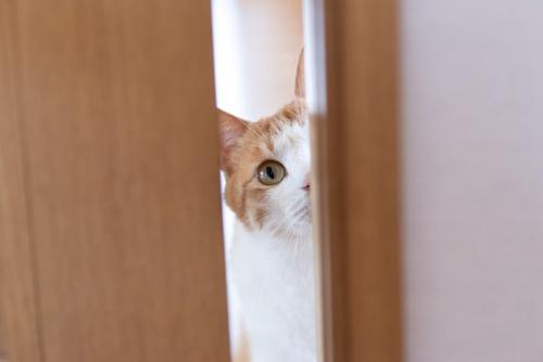 覗き込む猫