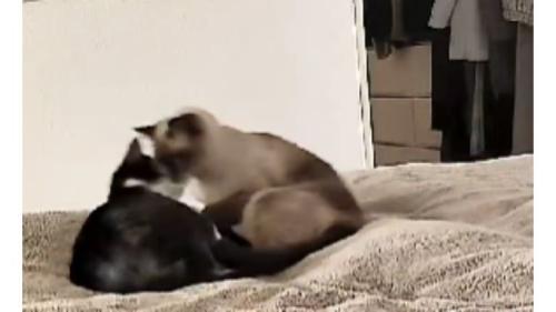 ベッドにいる猫たち