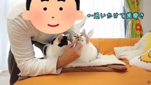 テロップ「←追いかけた」