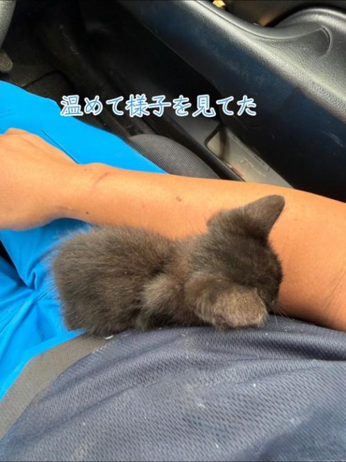 丸まる子猫