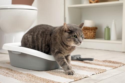 猫トイレ2