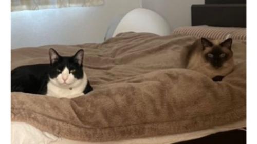 ベッドにいる猫たち