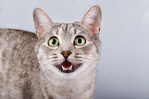 呼びかける猫