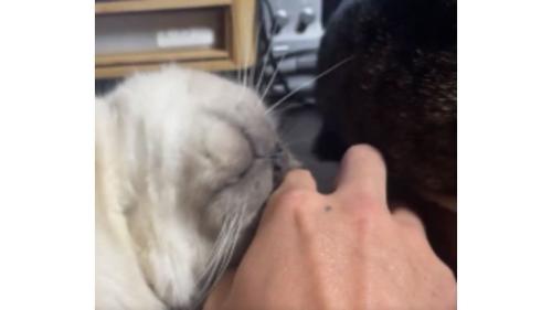 甘えている猫