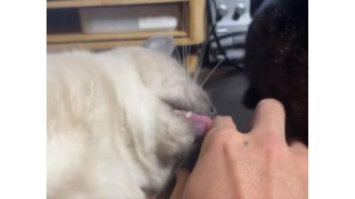 甘えている猫