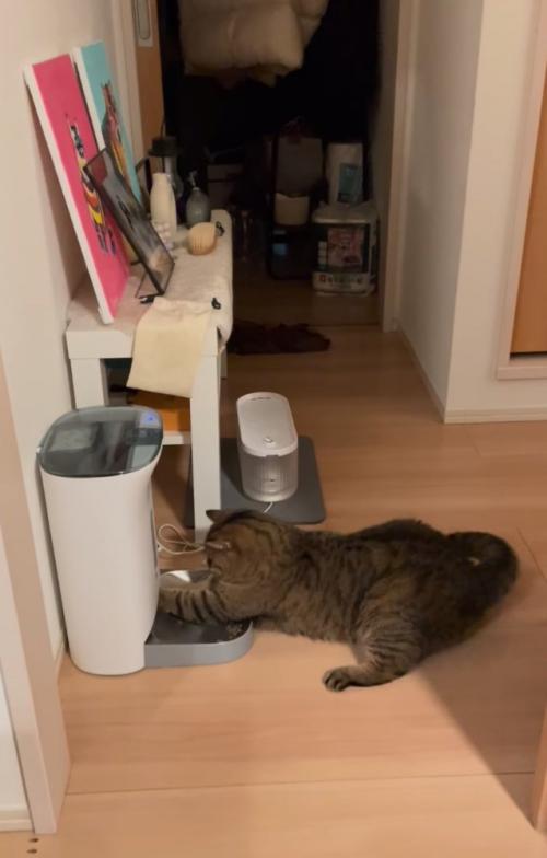 前足を突っ込む猫2