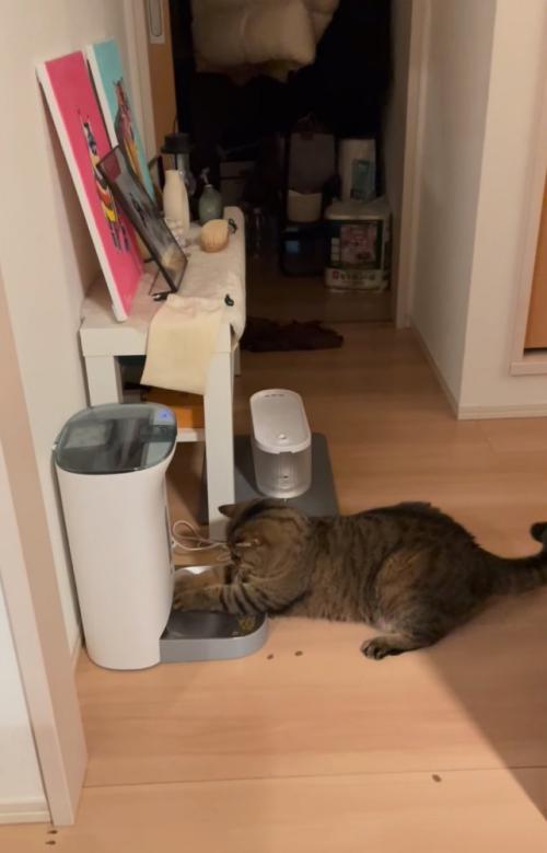 再び前足を突っ込む猫