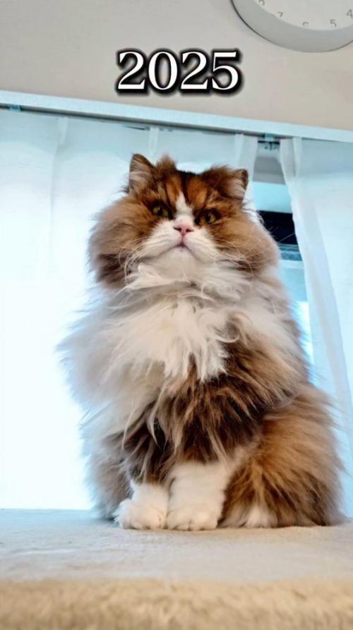 窓際に座る猫