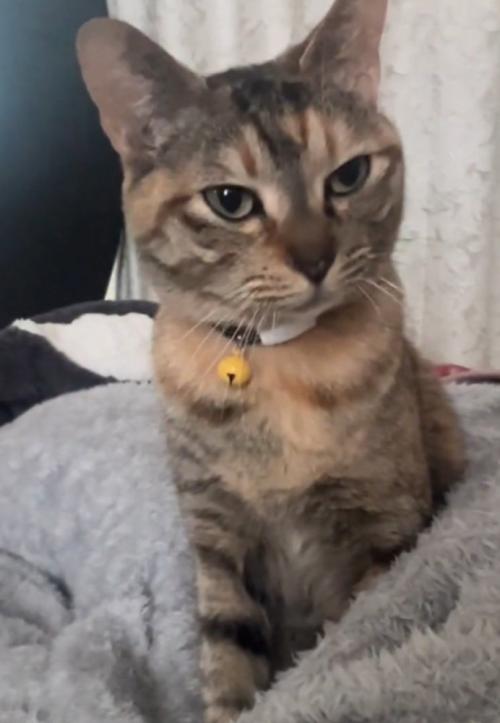 目を細める猫