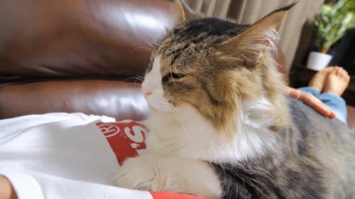 目を細める猫の顔