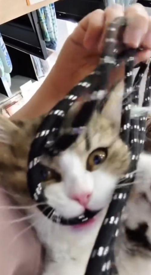 紐を咥えて遊ぶ子猫