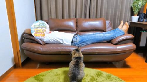 ソファにいる人を座って見ている猫