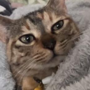 昼寝から目を覚ましたネコ→『おはよう』と声をかけた結果…思いもよらない返事に「確実に言ってるｗ」「猫って挨拶するんだね」と16万再生