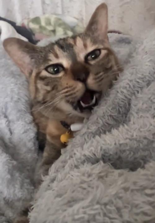 鳴く猫