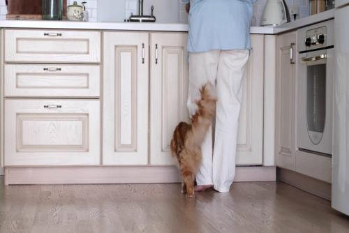 足にスリスリしてご飯をねだる猫