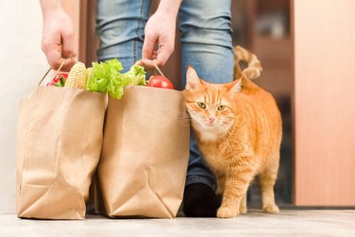 買い物袋にスリスリする猫