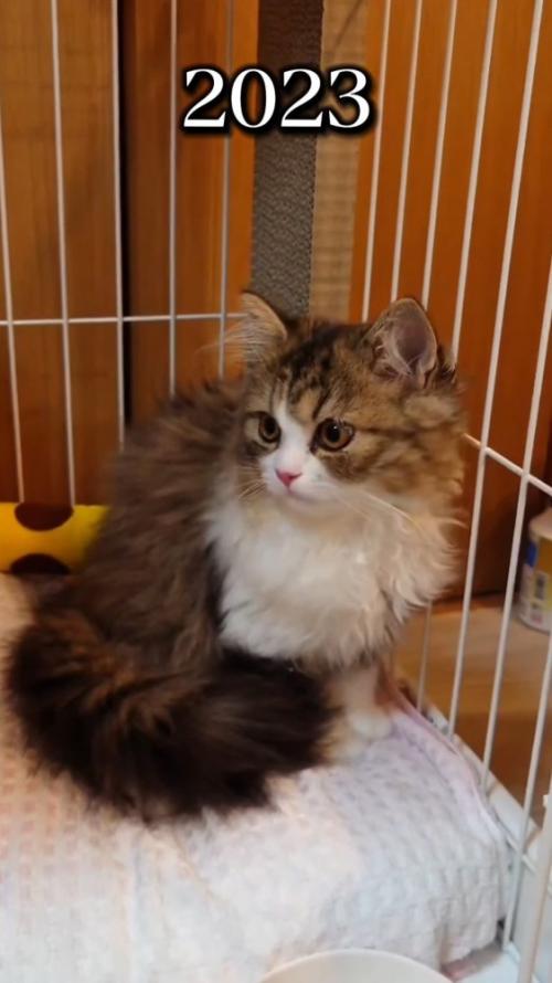 ケージの中に入っている子猫