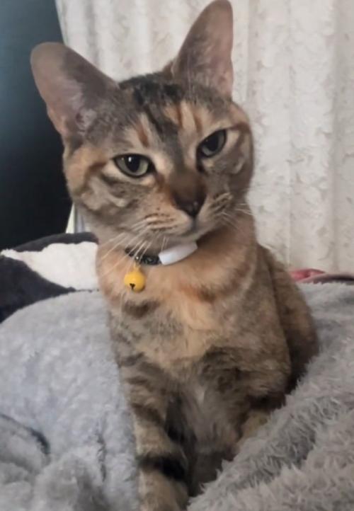 座る猫