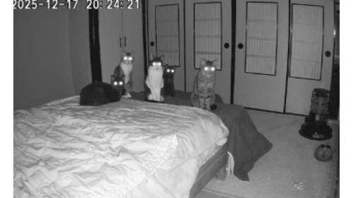 暗い部屋にいる猫たち