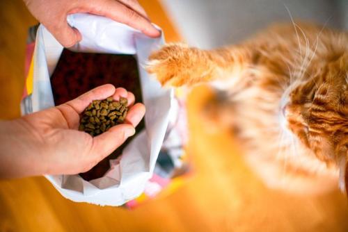 キャットフードと立ち上がる猫