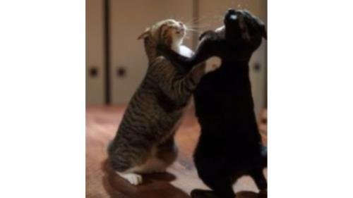 取っ組み合う猫