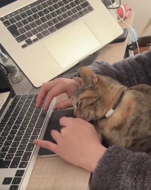 甘える猫