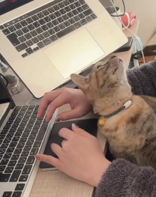 上を向く猫