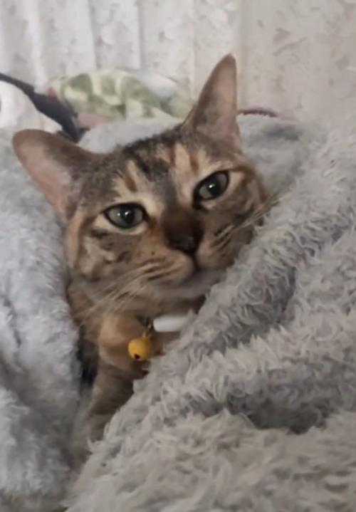眠そうな猫