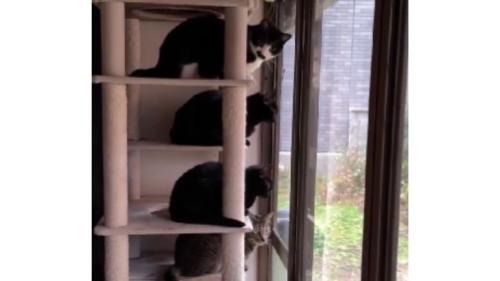 キャットタワーにいる猫たち