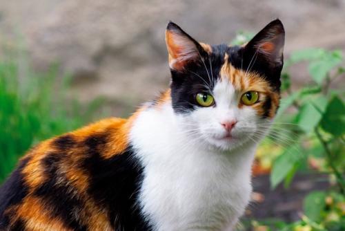こちらを見る三毛猫