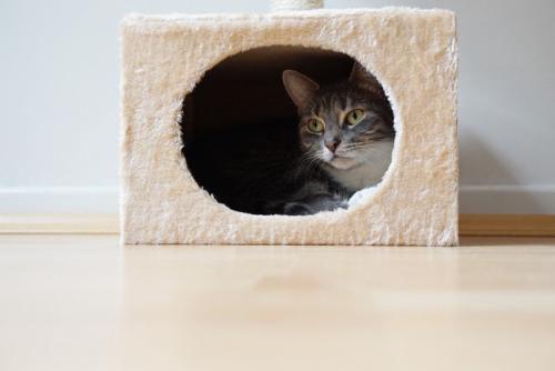 隠れている猫