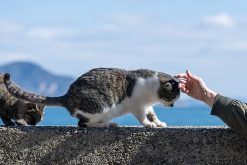 猫をなでる人