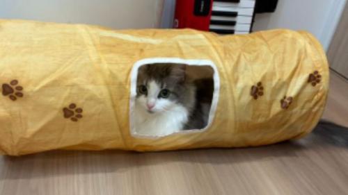 室内にいる猫