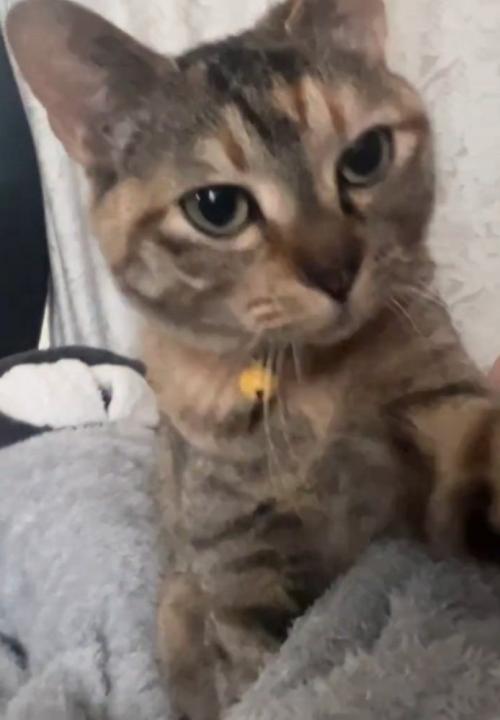 甘えん坊な猫