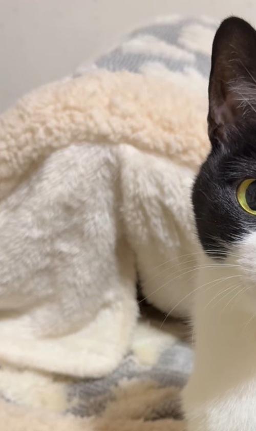 中に猫が入っている猫用ベッド