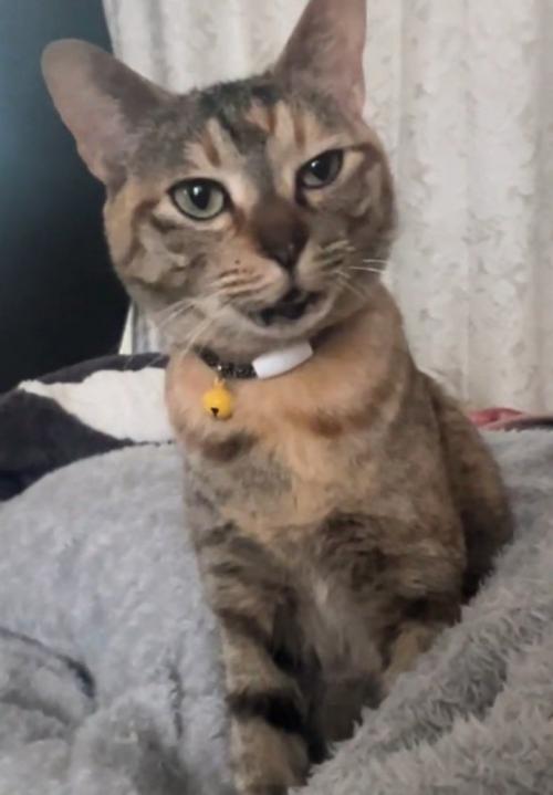 挨拶する猫