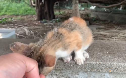 身を乗り出す子猫