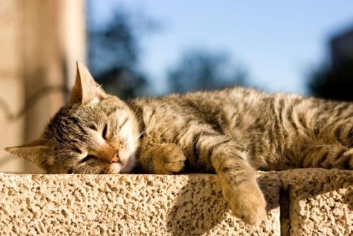 塀の上で寝る猫