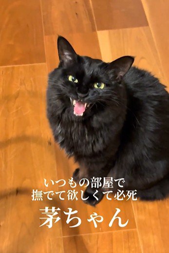 床に座って鳴いている猫
