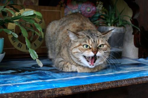 警戒している猫