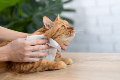 猫をウェットシートで拭く